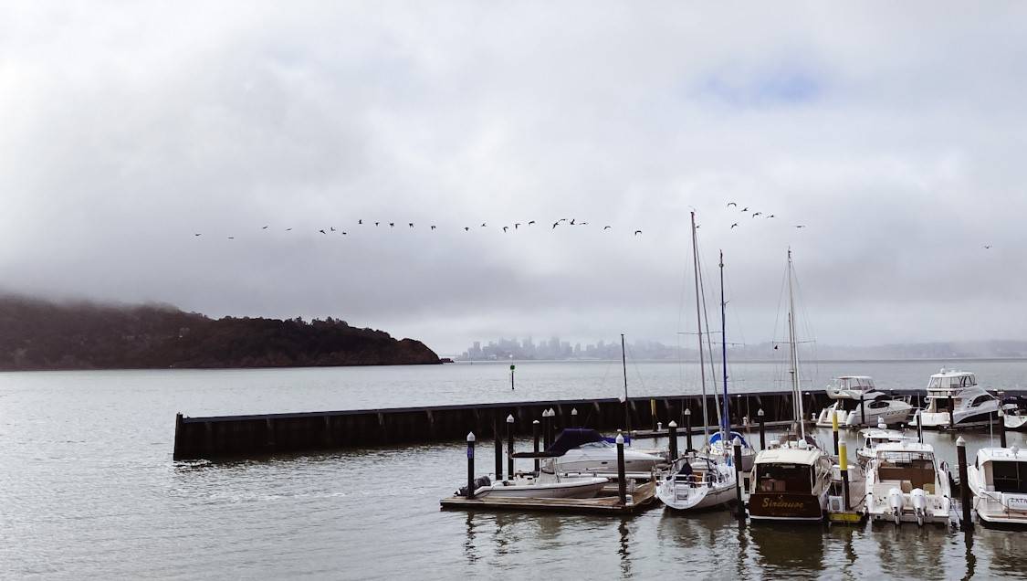 Reflecting on my art during a trip to Muir Beach & Tiburon