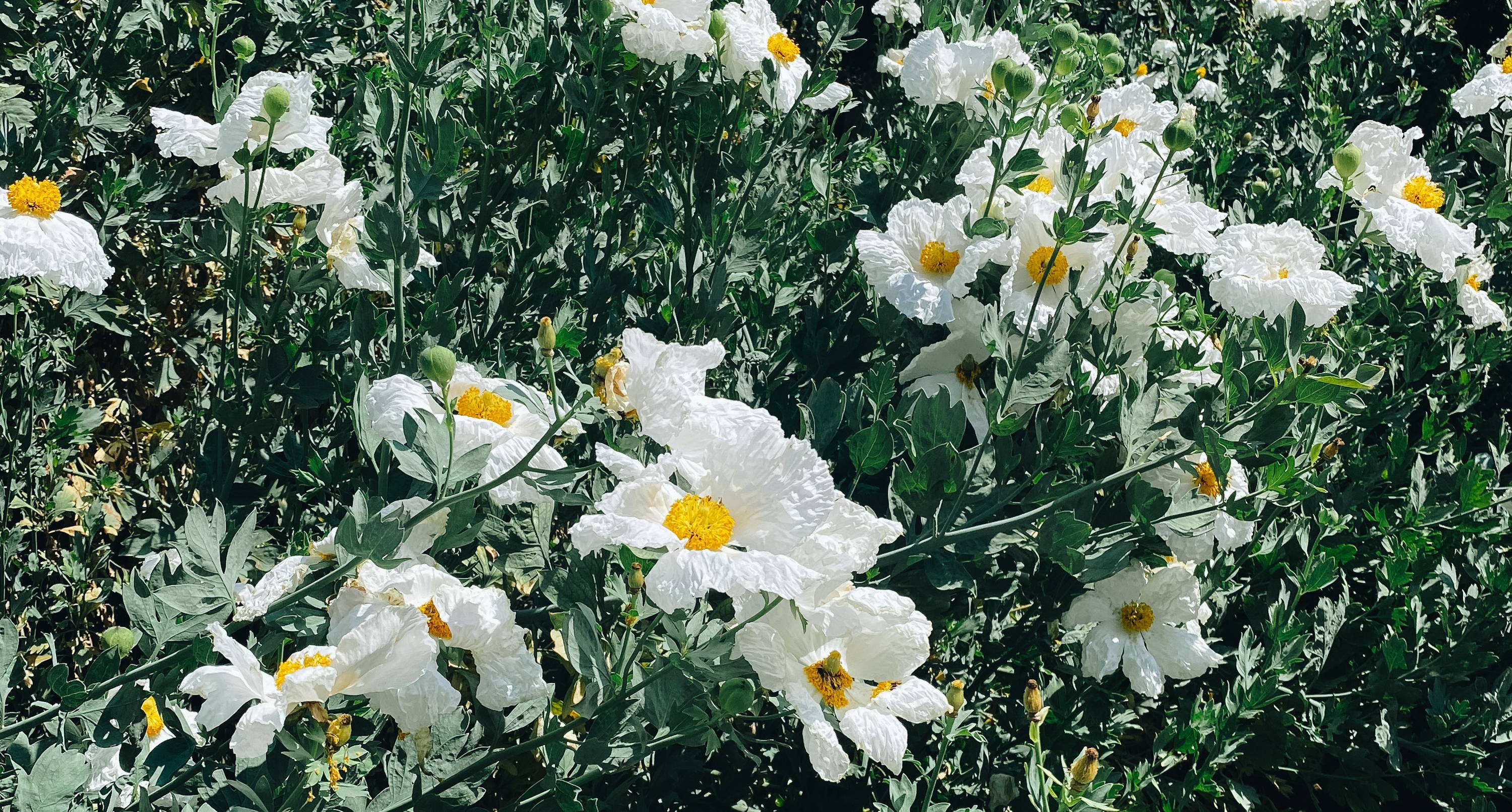 Patterns in nature - A visit to the LA Arboretum